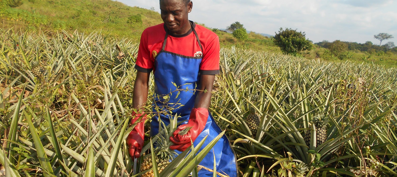 Cameroun  graines d'entrepreneurs dans l'agroalimentaire  Choose Africa